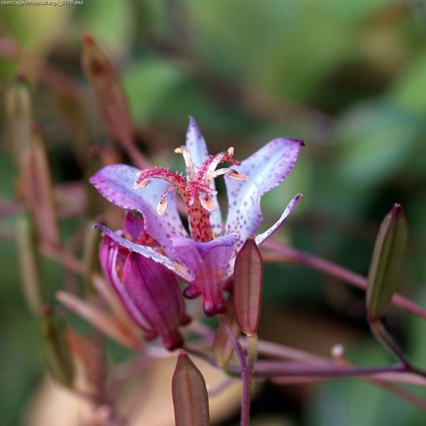 Tricyrtis_formosana_1.jpg