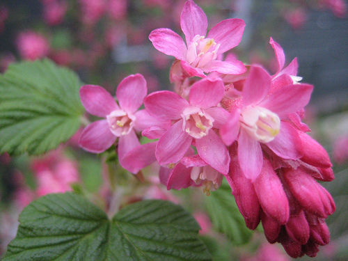 正確拼音是red currant