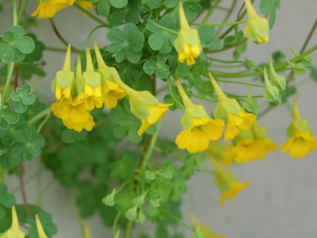 Tropaeolum  beuthii.jpg